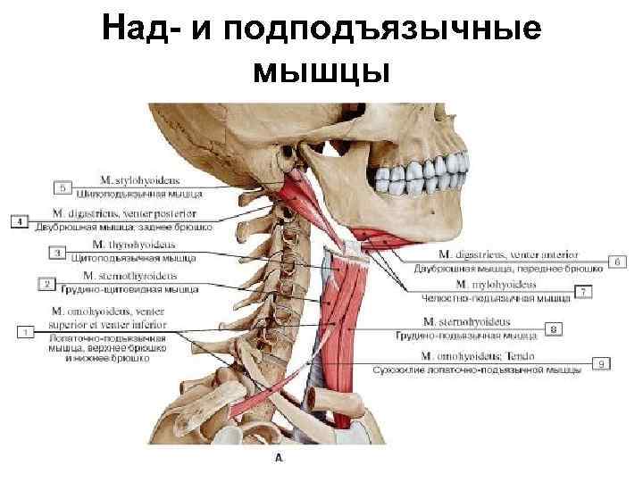 Паравертебральные мышцы шеи фото