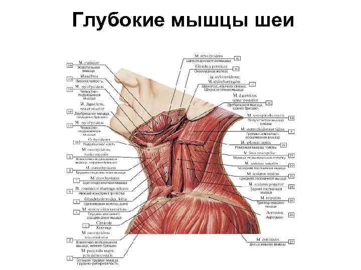 Передняя поверхность шеи фото