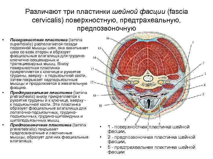 Фасции шеи рисунок