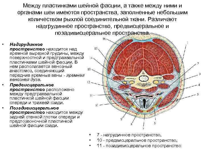 Фасции шеи рисунок