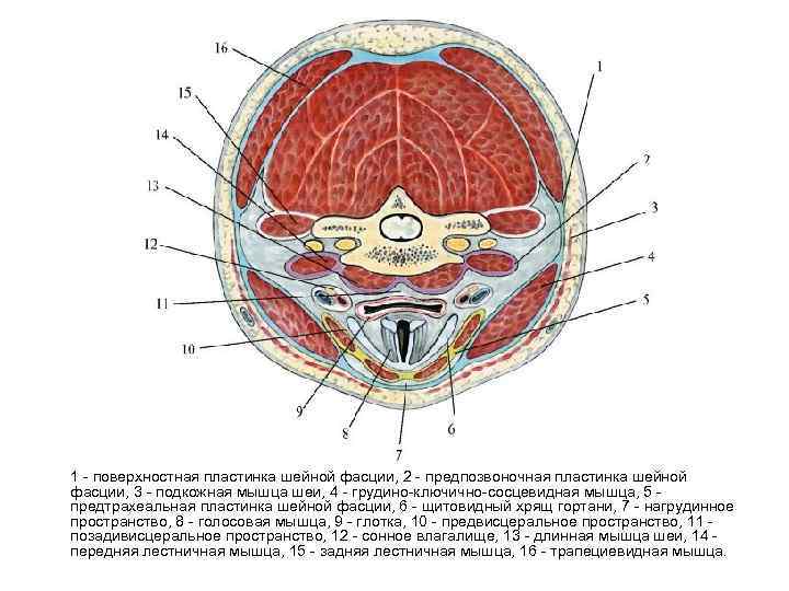 Фасции шеи рисунок