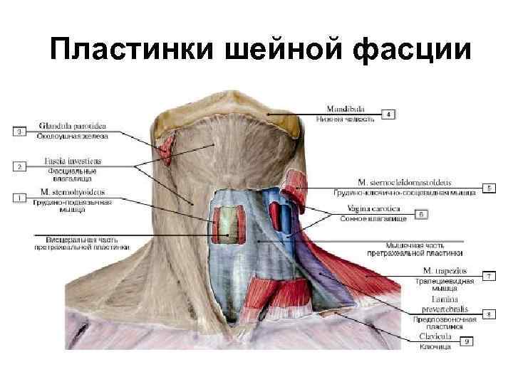 Хирургическая анатомия артериальных стволов и фасций. Мышцы фасции и топография шеи. Мышца шеи имеющая вид тонкой пластинки.