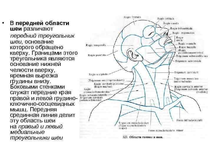 Треугольники шеи схема