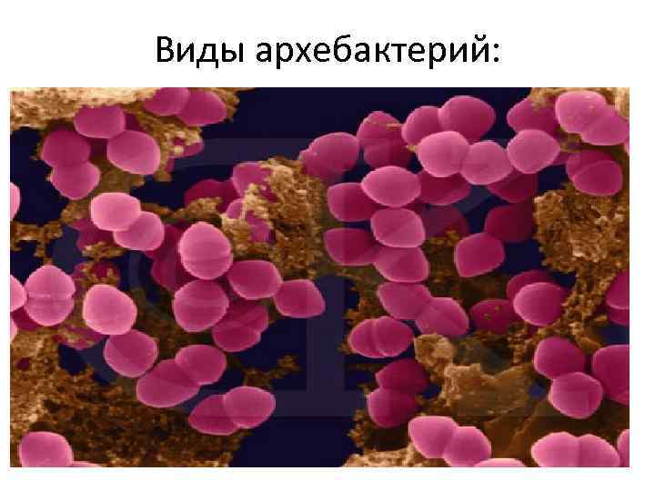 Виды архебактерий: 