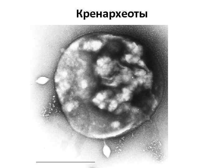 Кренархеоты 