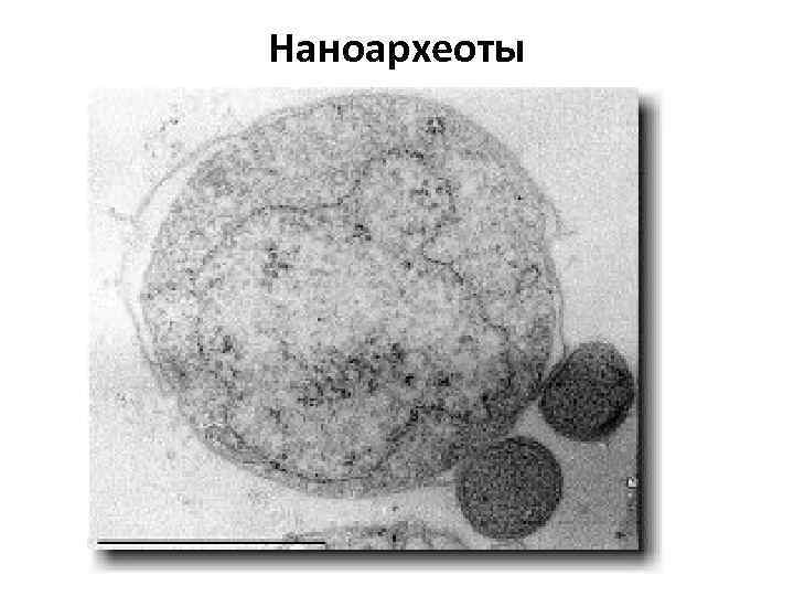 Наноархеоты 