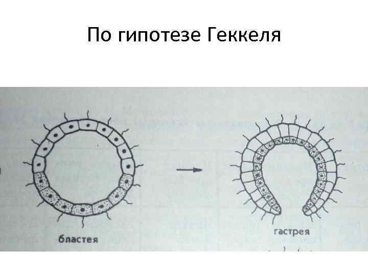 По гипотезе Геккеля 