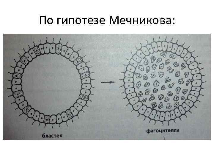 По гипотезе Мечникова: 