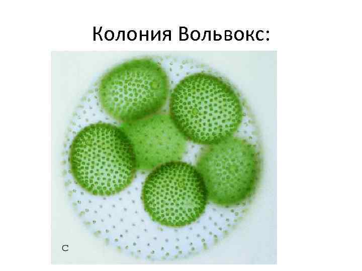 Колония Вольвокс: 