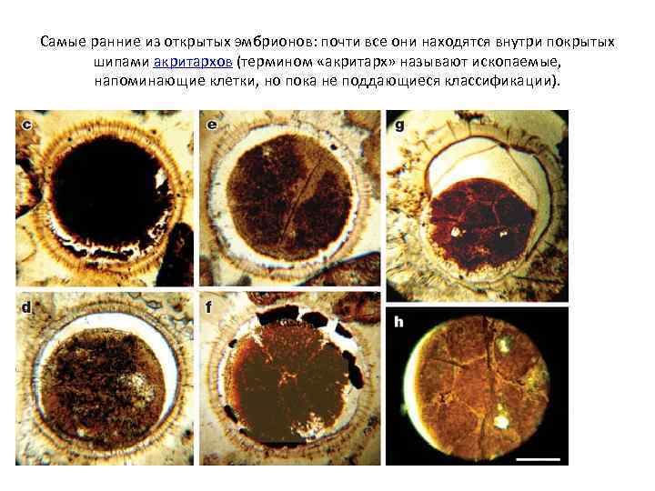 Самые ранние из открытых эмбрионов: почти все они находятся внутри покрытых шипами акритархов (термином