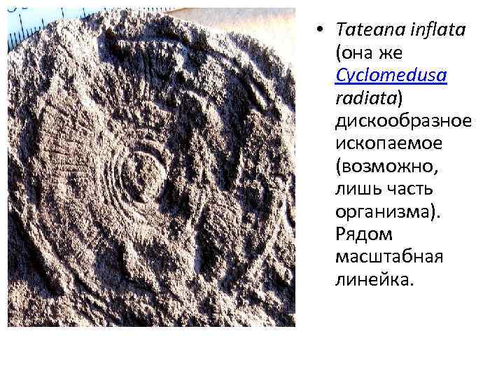  • Tateana inflata (она же Cyclomedusa radiata) дискообразное ископаемое (возможно, лишь часть организма).