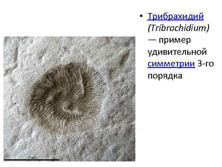  • Трибрахидий (Tribrachidium) — пример удивительной симметрии 3 -го порядка 