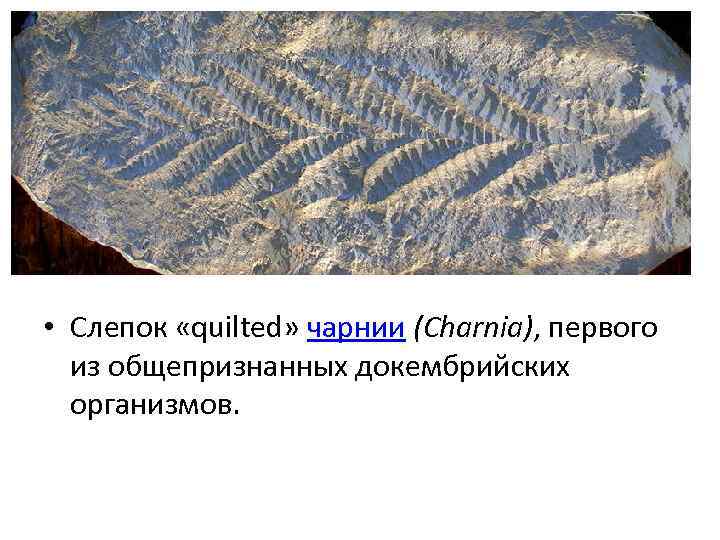  • Слепок «quilted» чарнии (Charnia), первого из общепризнанных докембрийских организмов. 