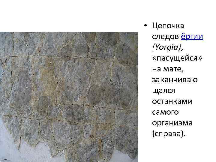  • Цепочка следов ёргии (Yorgia), «пасущейся» на мате, заканчиваю щаяся останками самого организма