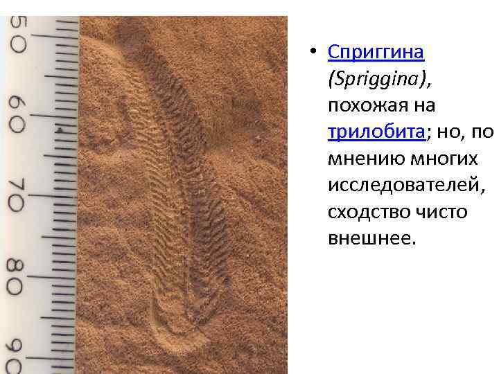  • Сприггина (Spriggina), похожая на трилобита; но, по мнению многих исследователей, сходство чисто