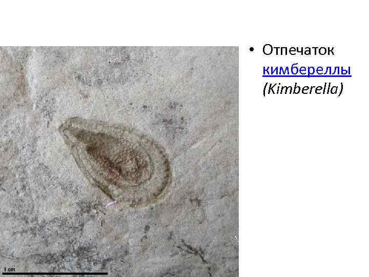  • Отпечаток кимбереллы (Kimberella) 