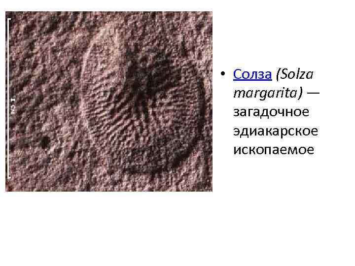 • Солза (Solza margarita) — загадочное эдиакарское ископаемое 