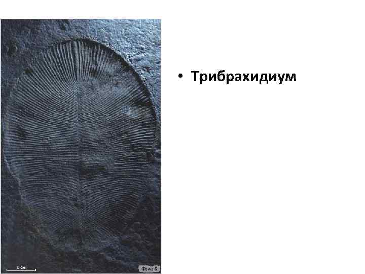  • Трибрахидиум 