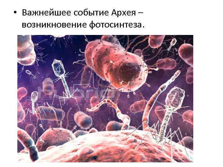  • Важнейшее событие Архея – возникновение фотосинтеза. 