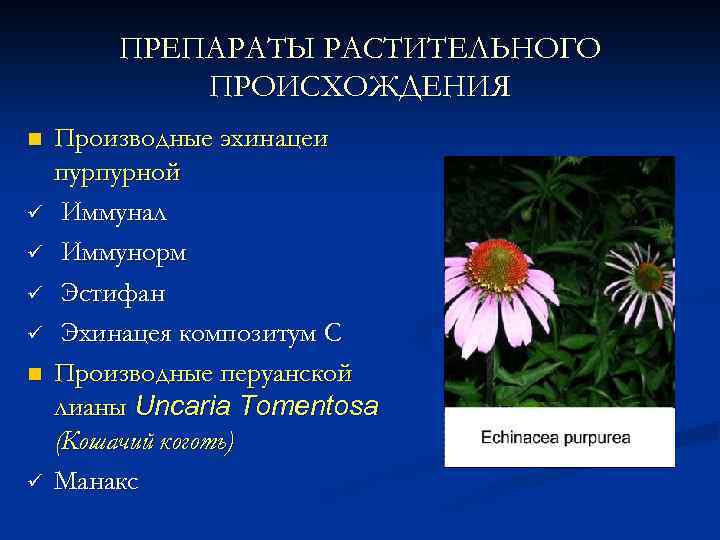 ПРЕПАРАТЫ РАСТИТЕЛЬНОГО ПРОИСХОЖДЕНИЯ n ü ü n ü Производные эхинацеи пурпурной Иммунал Иммунорм Эстифан