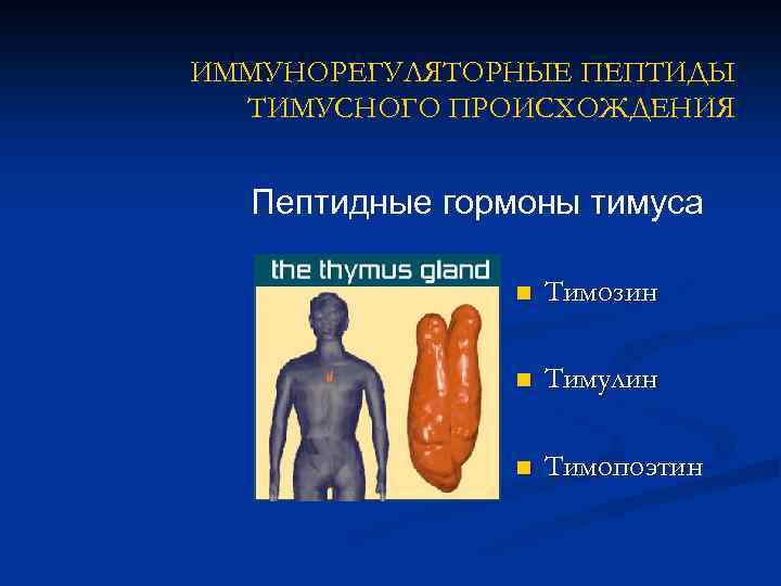 ИММУНОРЕГУЛЯТОРНЫЕ ПЕПТИДЫ ТИМУСНОГО ПРОИСХОЖДЕНИЯ Пептидные гормоны тимуса n Тимозин n Тимулин n Тимопоэтин 