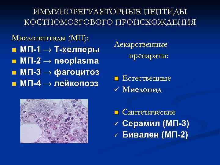 ИММУНОРЕГУЛЯТОРНЫЕ ПЕПТИДЫ КОСТНОМОЗГОВОГО ПРОИСХОЖДЕНИЯ Миелопептиды (МП): n МП-1 → Т-хелперы n МП-2 → neoplasma