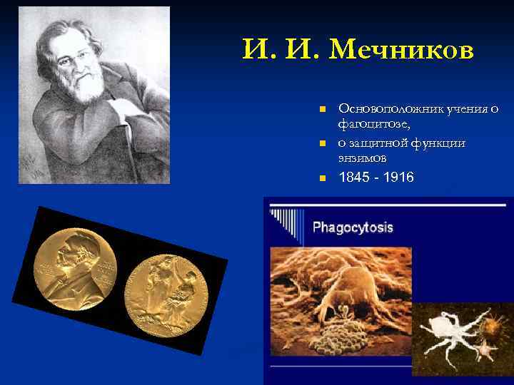 И. И. Мечников n n n Основоположник учения о фагоцитозе, о защитной функции энзимов