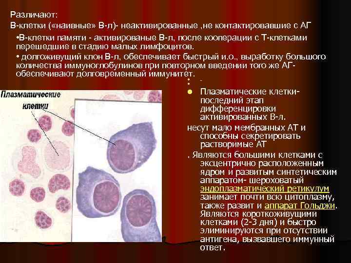 Различают: В-клетки ( «наивные» В-л)- неактивированные , не контактировавшие с АГ • В-клетки памяти