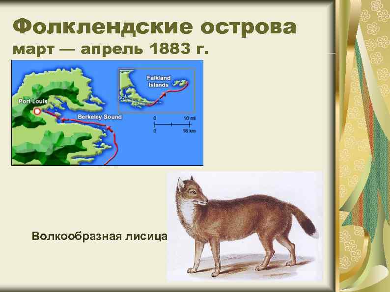 Фолклендские острова март — апрель 1883 г. Волкообразная лисица 