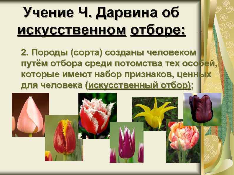 Учение Ч. Дарвина об искусственном отборе: 2. Породы (сорта) созданы человеком путём отбора среди