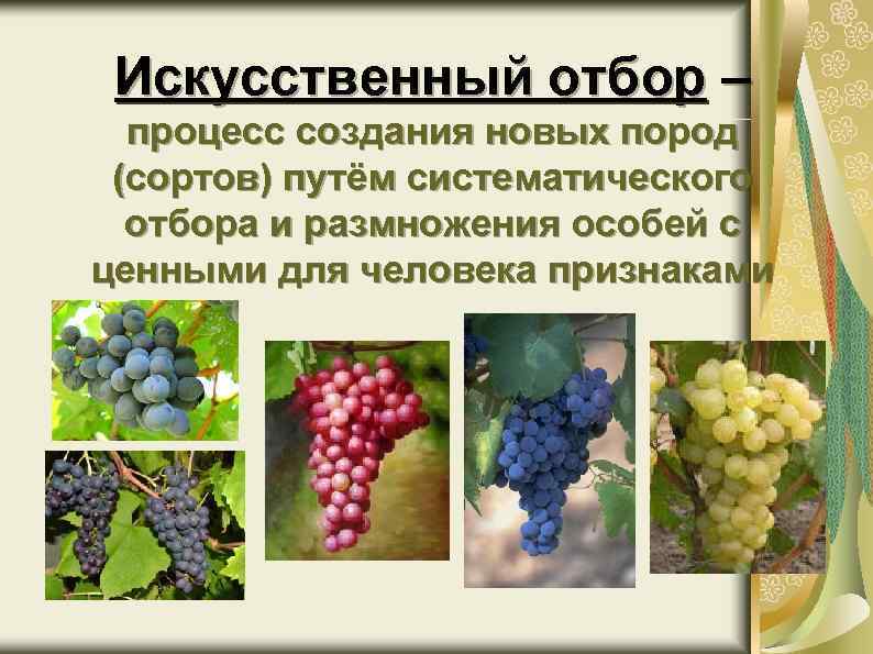 Искусственный отбор – процесс создания новых пород (сортов) путём систематического отбора и размножения особей