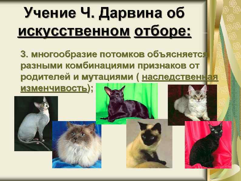 Учение Ч. Дарвина об искусственном отборе: 3. многообразие потомков объясняется разными комбинациями признаков от