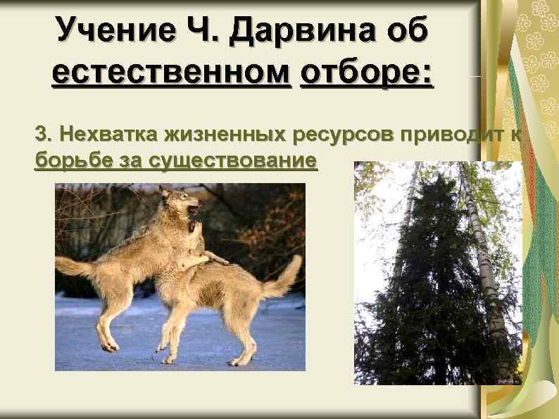 Учение Ч. Дарвина об естественном отборе: 3. Нехватка жизненных ресурсов приводит к борьбе за