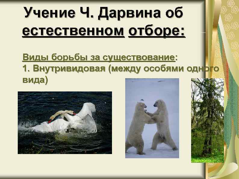Учение Ч. Дарвина об естественном отборе: Виды борьбы за существование: 1. Внутривидовая (между особями