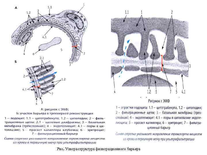 Рис. Ультраструктура фильтрационного барьера 