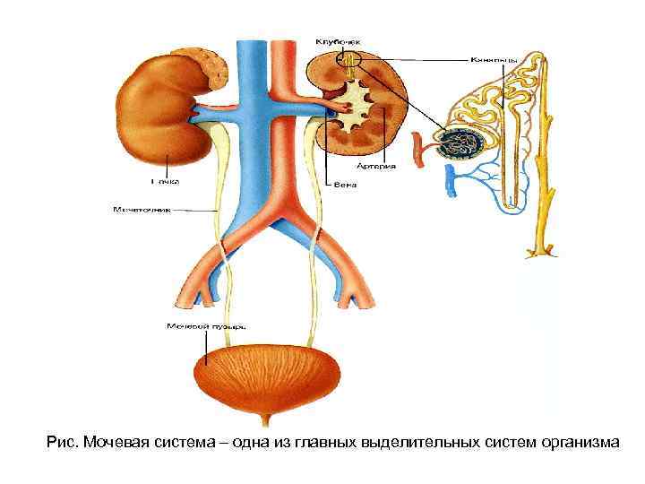 Последовательность органов мочевой системы. Мочевыделительная система человека. Мочевая система. Мочевая система анатомия. Мочевыделительная сис.