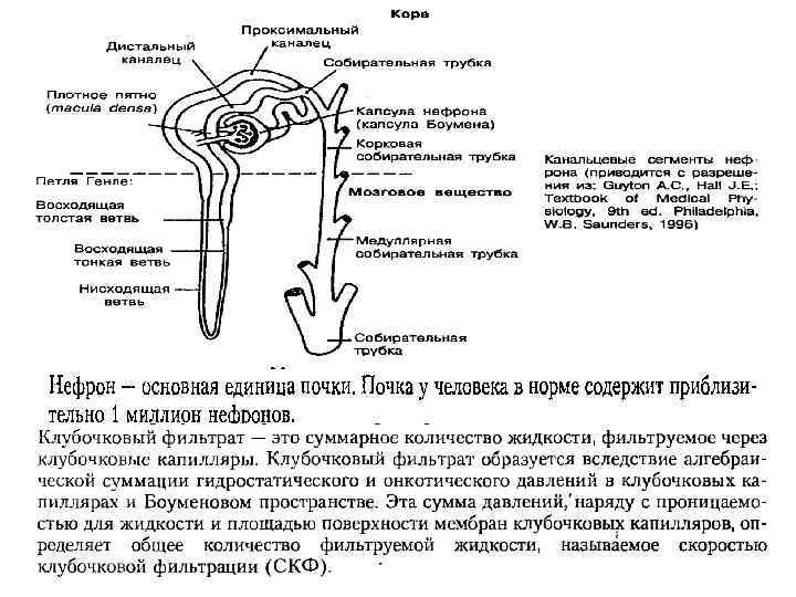 Какую функцию выполняет собирательная трубка. Проксимальный отдел почечного канальца. Проксимальный каналец 4 процесса. Проксимальный и дистальный прямой канальцы нефрона. Проксимальный каналец мочевого.