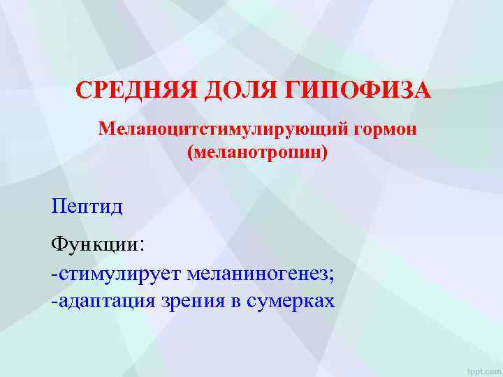 СРЕДНЯЯ ДОЛЯ ГИПОФИЗА Меланоцитстимулирующий гормон (меланотропин) Пептид Функции: -стимулирует меланиногенез; -адаптация зрения в сумерках