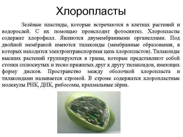 Хлоропласты Зелёные пластиды, которые встречаются в клетках растений и водорослей. С их помощью происходит