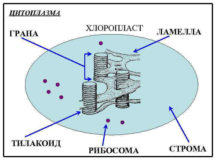 ЦИТОПЛАЗМА ГРАНА ТИЛАКОИД ХЛОРОПЛАСТ РИБОСОМА ЛАМЕЛЛА СТРОМА 