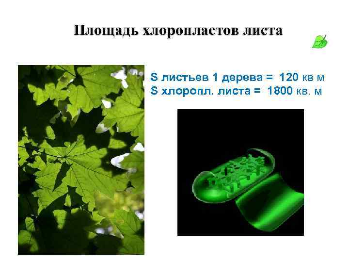 Площадь хлоропластов листа S листьев 1 дерева = 120 кв м S хлоропл. листа