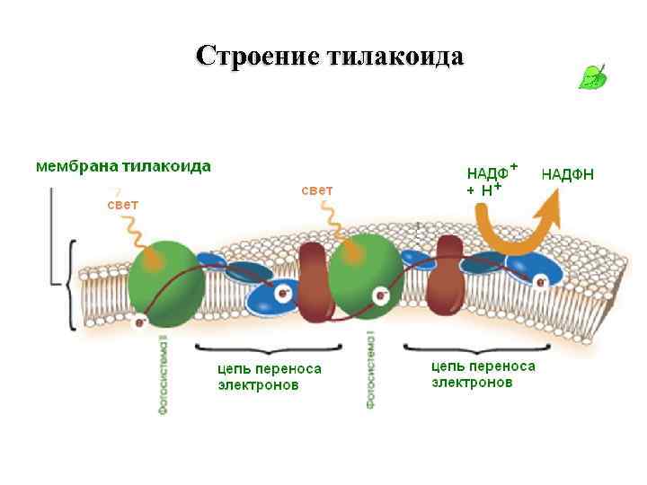 Строение тилакоида 