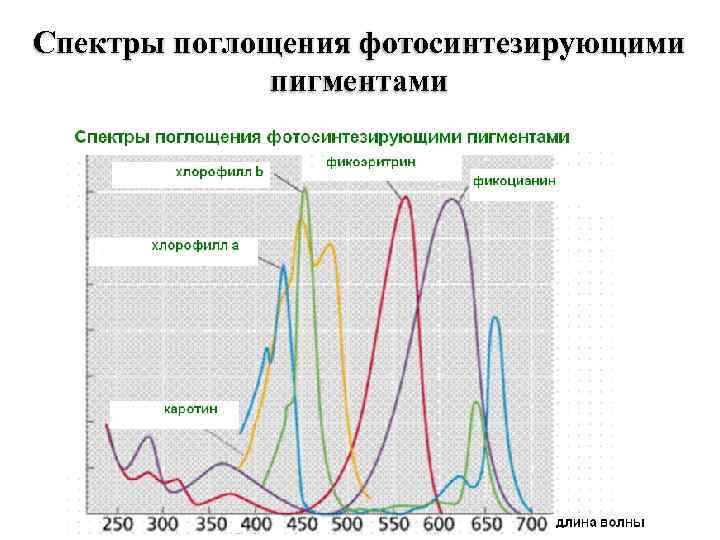 Спектральное поглощение. Хлорофилл каротиноиды спектры поглощения. График спектра поглощения хлорофилла. Спектры поглощения пигментов растений. Максимум спектра поглощения.