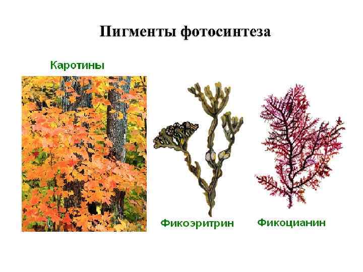 Пигменты фотосинтеза 