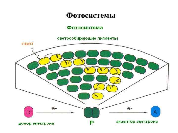 Процессы фотосистемы 1