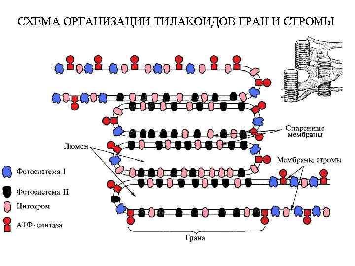 СХЕМА ОРГАНИЗАЦИИ ТИЛАКОИДОВ ГРАН И СТРОМЫ 