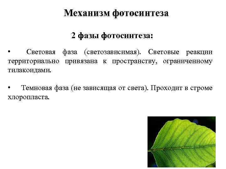 Механизм фотосинтеза 2 фазы фотосинтеза: • Световая фаза (светозависимая). Световые реакции территориально привязана к