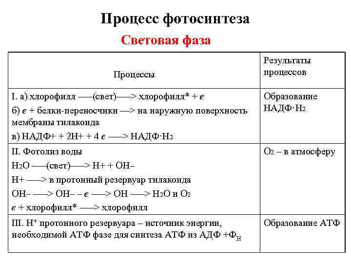 Процесс фотосинтеза Световая фаза Процессы Результаты процессов I. а) хлорофилл –––(свет)–––> хлорофилл* + e