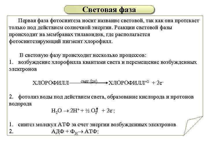 Световая фаза Первая фаза фотосинтеза носит название световой, так как она протекает только под