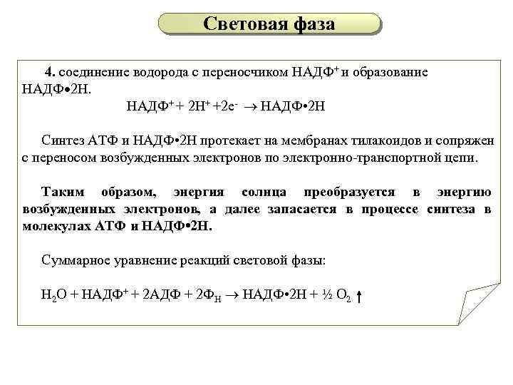 Световая фаза 4. соединение водорода с переносчиком НАДФ+ и образование НАДФ 2 Н. НАДФ+